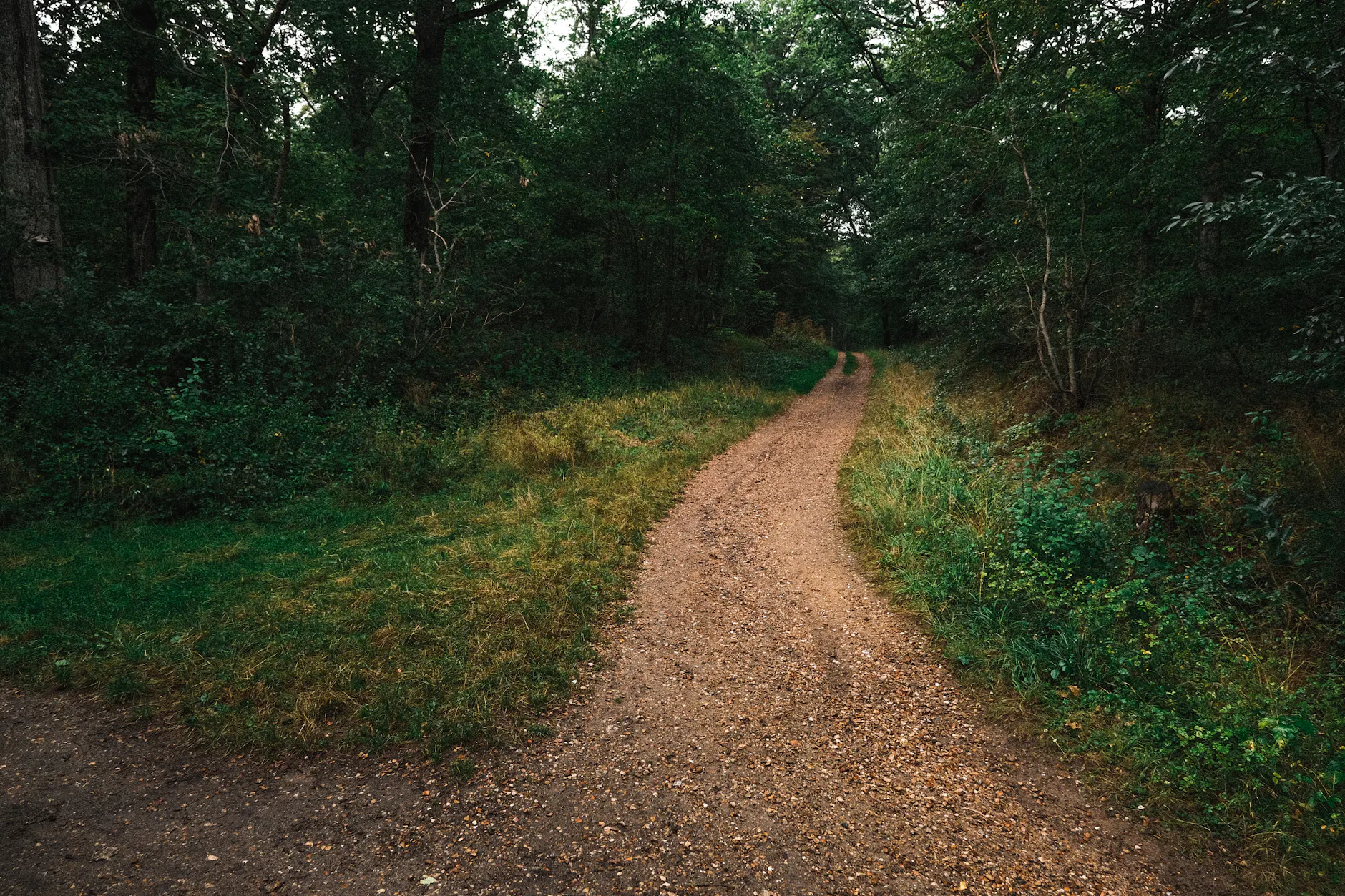 Peaceful dirt road winding through a lush green forest, ideal for nature and travel themes.